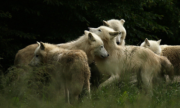 White wolves - parc animalier de Ste Croix
