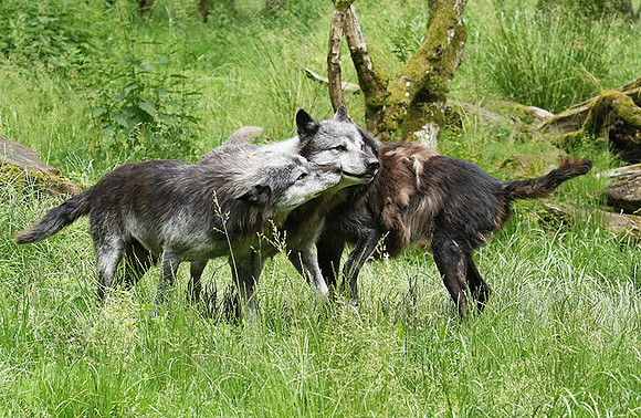 Black wolves - Parc animalier de Ste Croix