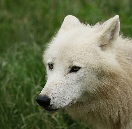 White wolves - Parc animalier de Ste Croix