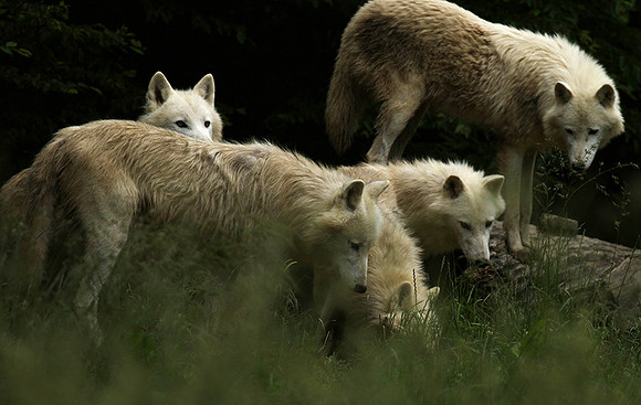 White wolves - parc animalier de Ste Croix