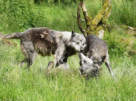 Black wolves - Parc animalier de Ste Croix