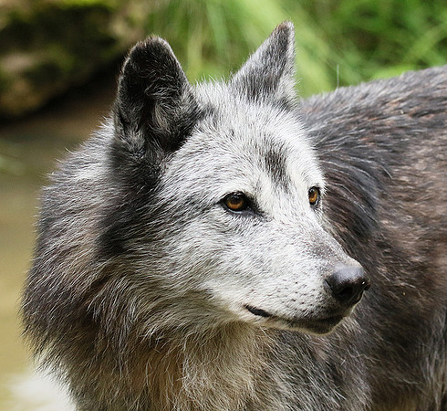 Black wolves - Parc animalier de Ste Croix