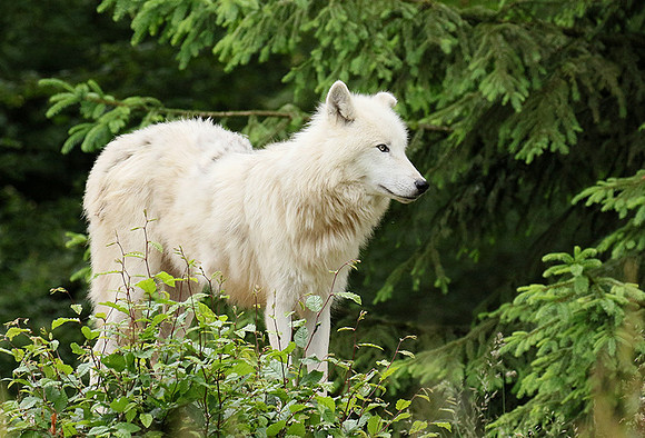 White wolves - Parc animalier de Ste Croix