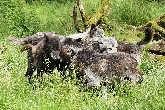 Black wolves - Parc animalier de Ste Croix