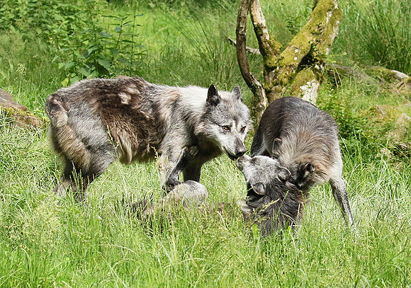 Black wolves - Parc animalier de Ste Croix