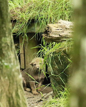 Grey wolves - Parc animalier de Ste Croix