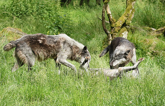Black wolves - Parc animalier de Ste Croix