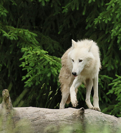 White wolves - Parc animalier de Ste Croix