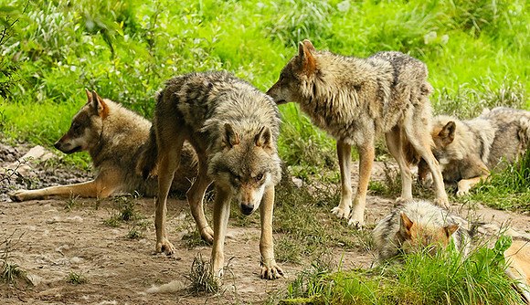 Grey wolves - Parc animalier de Ste Croix