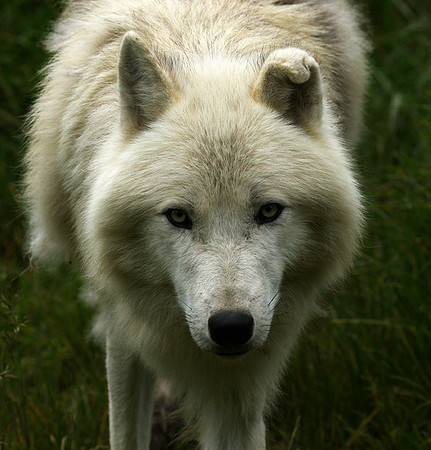 White wolves - Parc animalier de Ste croix