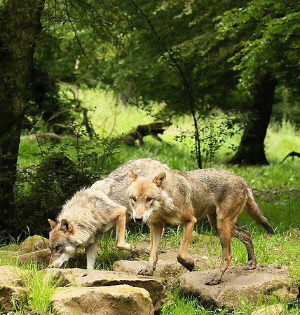 Grey wolves - Parc animalier de Ste Croix