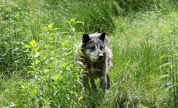 Black wolves - Parc animalier de Ste Croix