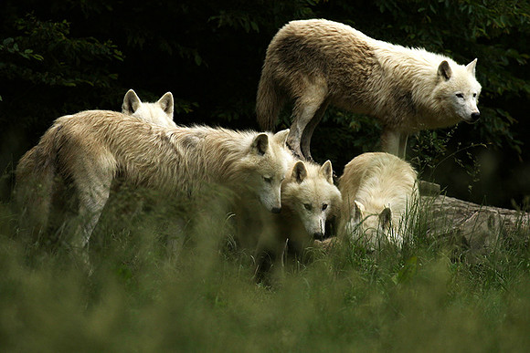 White wolves - Parc animalier de Ste croix
