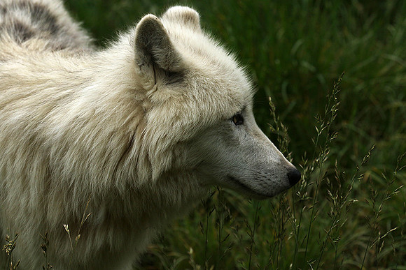 White wolves - Parc animalier de Ste Croix