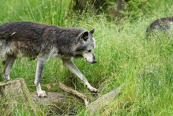Black wolves - Parc animalier de Ste Croix