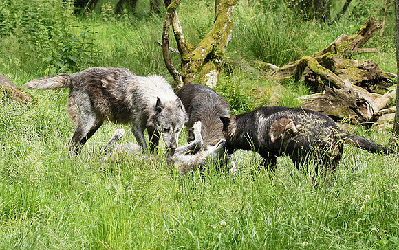 Black wolves - Parc animalier de Ste Croix