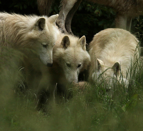 White wolves - parc animalier de Ste Croix