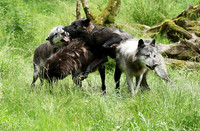 Black wolves - Parc animalier de Ste Croix