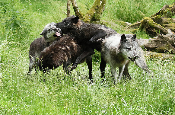Black wolves - Parc animalier de Ste Croix