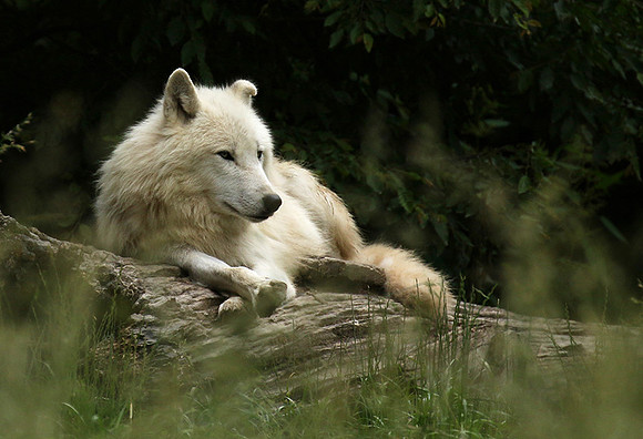 White wolf - parc animalier de Ste Croix