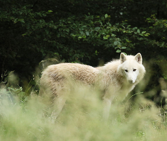 White wolves - Parc animalier de Ste Croix