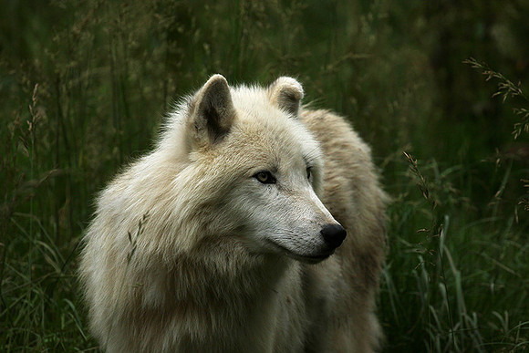 White wolves - Parc animalier de Ste Croix