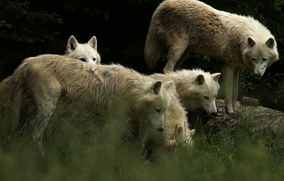White wolves - parc animalier de Ste Croix
