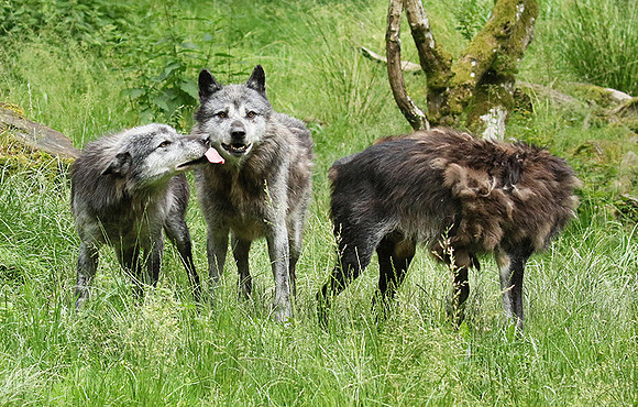 Black wolves - Parc animalier de Ste Croix