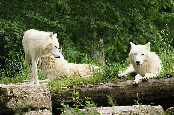 White wolves - Parc animalier de Ste Croix