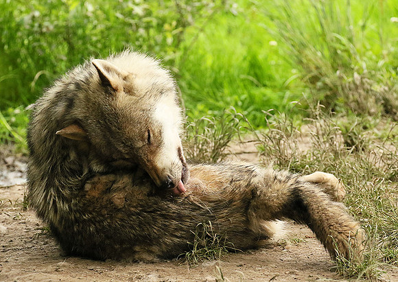Grey wolves - Parc animalier de Ste Croix