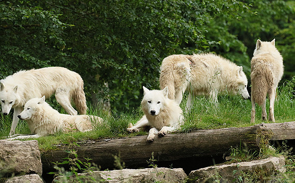 White wolves - Parc animalier de Ste Croix