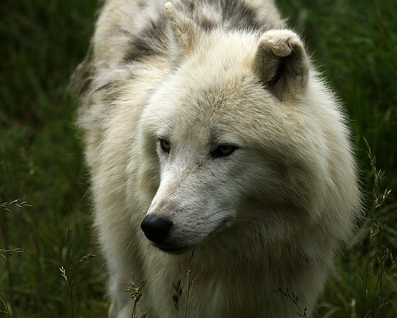 White wolves - Parc animalier de Ste Croix