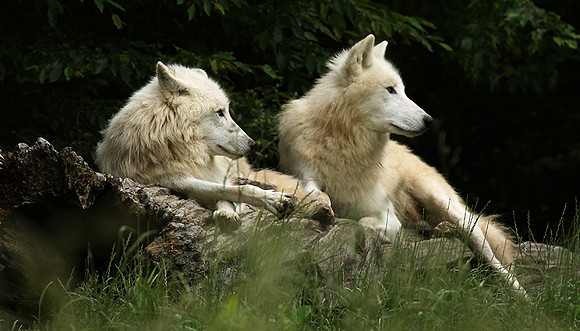 White wolves - parc animalier de Ste Croix