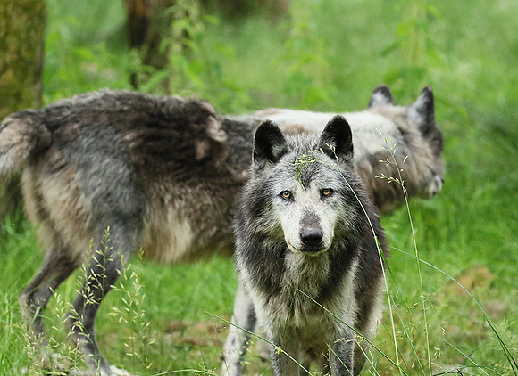 Black wolves - Parc animalier de Ste Croix