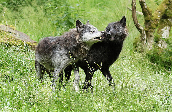 Black wolves - Parc animalier de Ste Croix