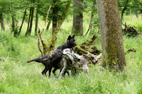 Black wolves - Parc animalier de Ste Croix