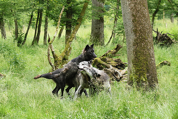Black wolves - Parc animalier de Ste Croix