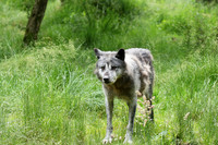 Black wolves - Parc animalier de Ste Croix