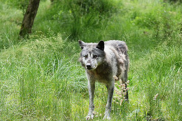 Black wolves - Parc animalier de Ste Croix