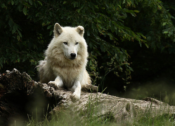 White wolf - parc animalier de Ste Croix
