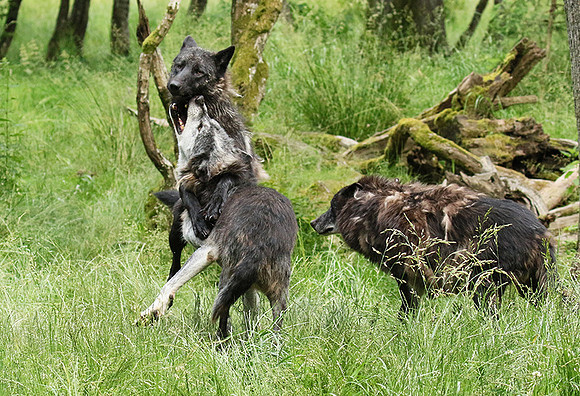Black wolves - Parc animalier de Ste Croix