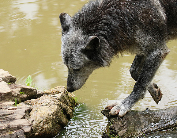 Black wolves - Parc animalier de Ste Croix