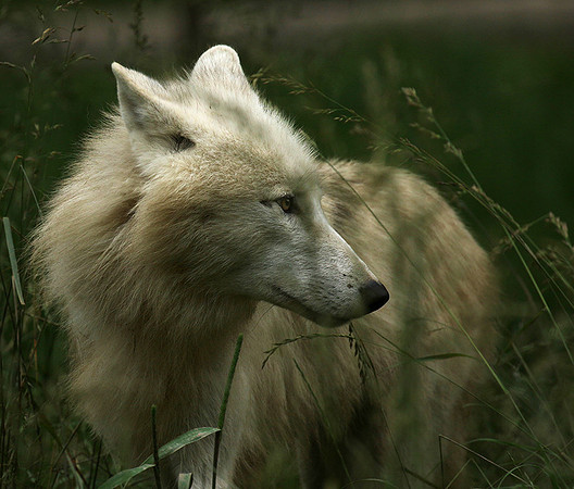 White wolf - parc animalier de Ste Croix