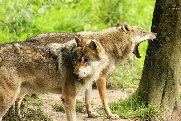Grey wolves - Parc animalier de Ste Croix