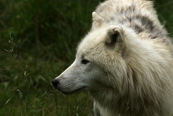 White wolves - Parc animalier de Ste Croix