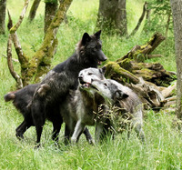 Black wolves - Parc animalier de Ste Croix