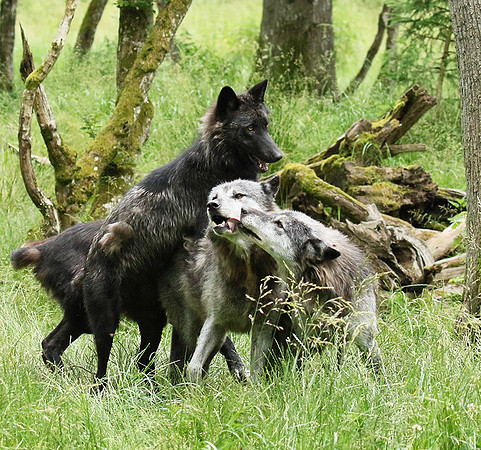 Black wolves - Parc animalier de Ste Croix