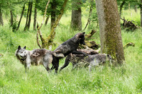 Black wolves - Parc animalier de Ste Croix