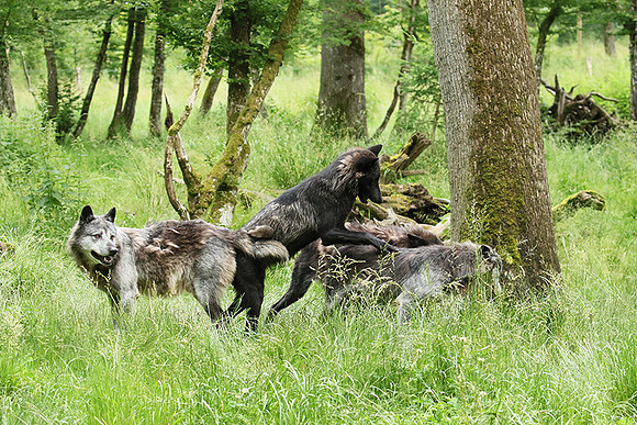 Black wolves - Parc animalier de Ste Croix