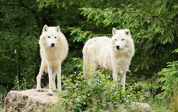 White wolves - Parc animalier de Ste Croix
